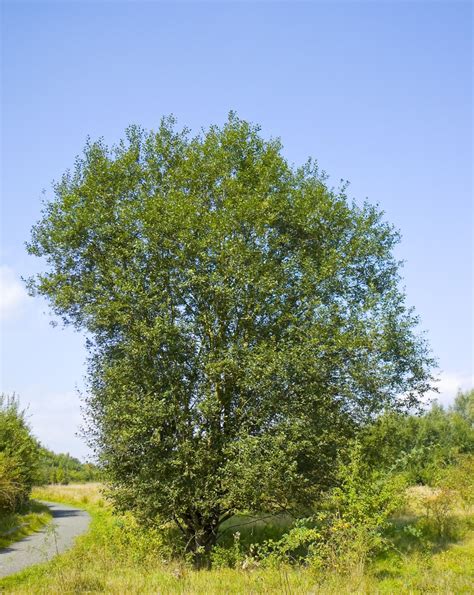 Salix Caprea Pépinière Cramer Inc