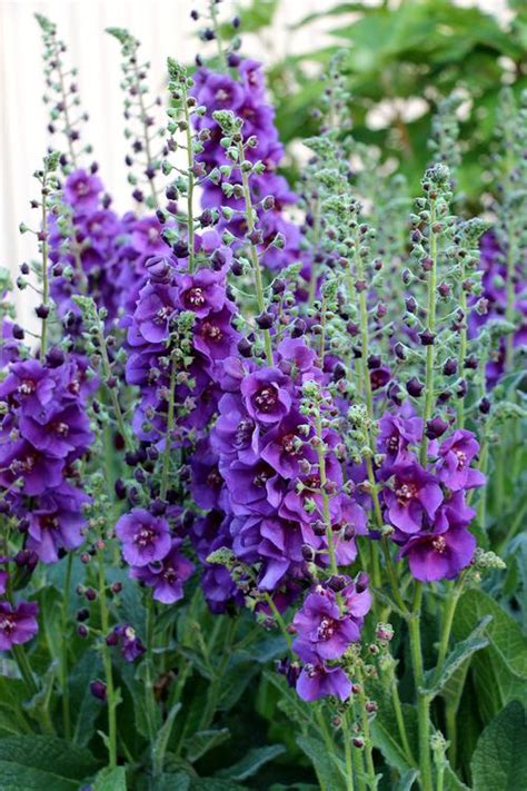Mullein Verbascum Plum Smokey From Growing Colors
