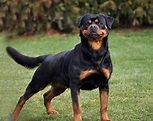 Rottweiler Info, Color, Temperament, Lifespan, Shedding, and Pictures