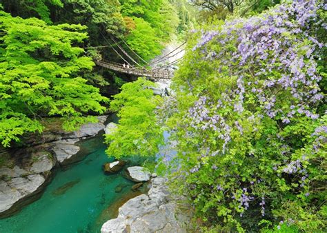 日本三大秘境である祖谷のかずら橋をはじめとする、徳島県三好市内観光施設等の休館について｜三好市のプレスリリース