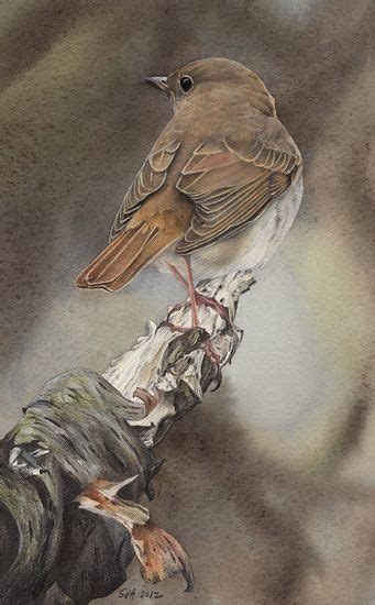 Hopefully i can inspired some young soul and old. Hermit Thrush | Watercolor bird, Birds painting, Bird art
