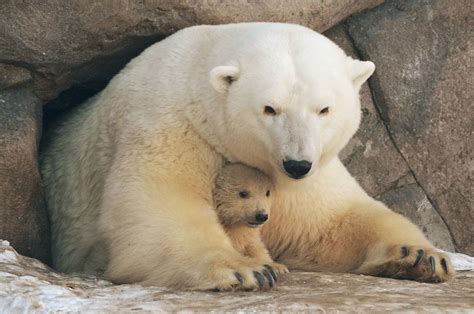 00 Polar Bear Cubs Moscow Zoopark 02 Russia 260215