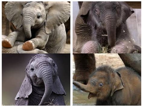 Baby African Elephant Vs Baby Asian Elephant 9gag