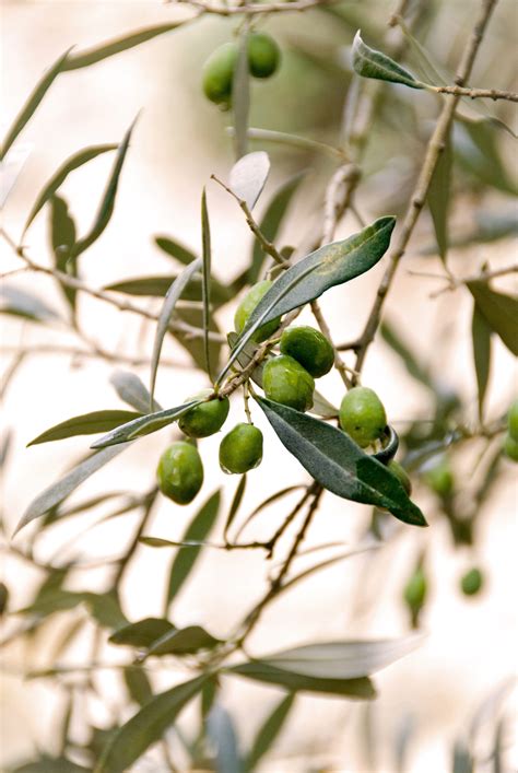 Best Olive Green Paint Colors In Action Pursuit Decor