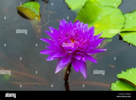Beautiful Purple Water Lily Hi Res Stock Photography And Images Alamy