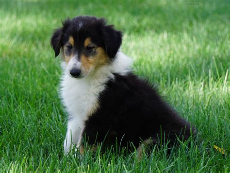Akc Registered Lassie Collie For Sale Fredericksburg Oh Male Oba Ac