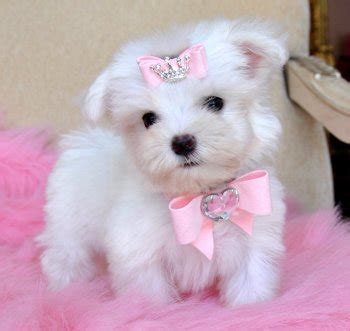 Maltese are not prone to excessive barking, but their tendency to bark at suspicious activity makes them excellent watchdogs. Teacup puppies for sale florida, Puppies For Sale Tampa ...