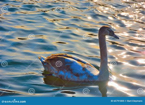 Beautiful Lovely Swan On A Blue Lake Stock Image Image Of Movement