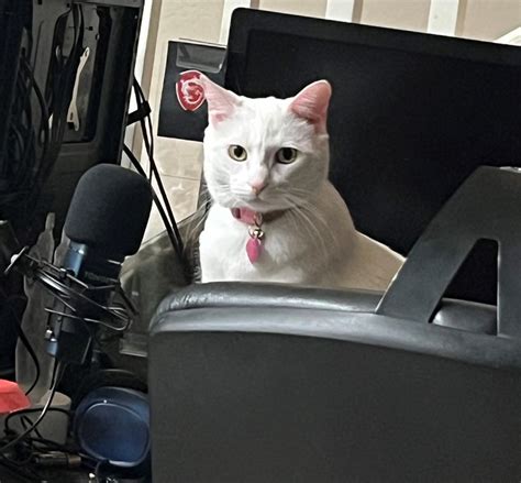 Podcast Cat Lolcats Lol Cat Memes Funny Cats Funny Cat