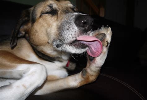 5 причин наростов на подушечках лап у собак как лечить