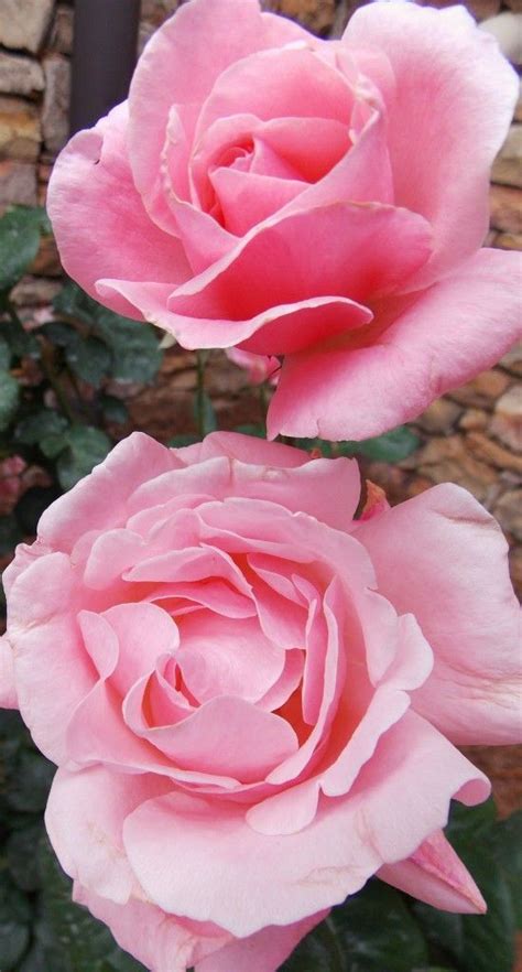 Queen Elizabeth Grandiflora Rose Hybrid Tea Roses Beautiful Roses