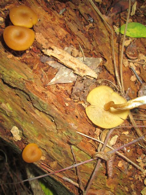 Just Some Mushrooms I Found In Ga Mushroom Hunting And