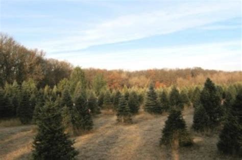 5 Best Christmas Tree Farms In Central Minnesota