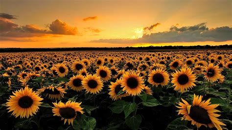 Sunflowers Nature Sunset Clouds Field Landscape Hd Wallpaper