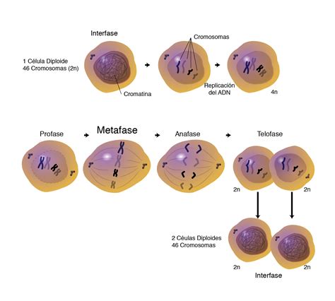 Reproduccion De Las Celulas Mitosis Y Meiosis Consejos Celulares