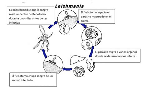 Tipos De LEISHMANIOSIS CANINA Y Tratamientos