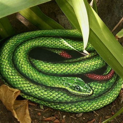 Red Tailed Rat Snake Painted On Stone Snake Rockpainting Amylenore