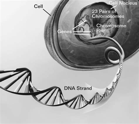 How Gene Mapping Is Helping Solve Many Neurodegenerative Diseases