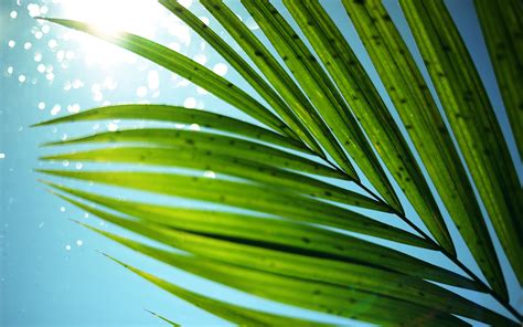 🔥 47 Palm Leaves Wallpaper Wallpapersafari