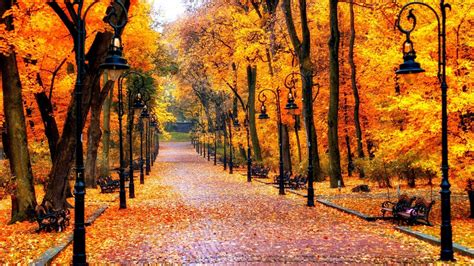 Path With Fallen Yellow Leaves Between Yellow Orange Autumn Leafed