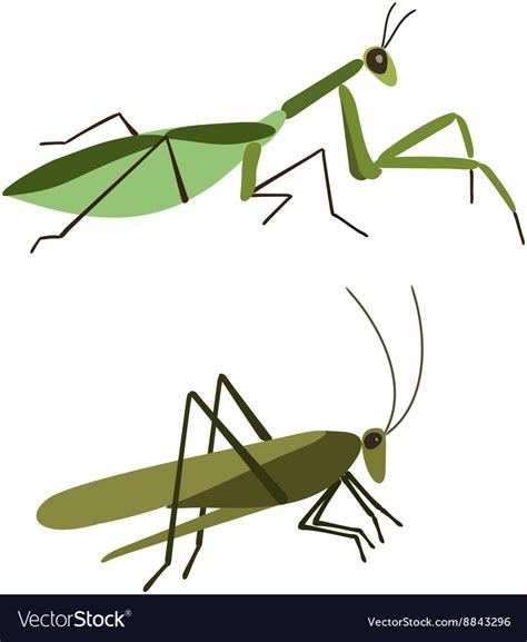 Mantis And Grasshopper Isolated Royalty Free Vector Image