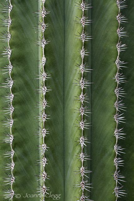 Libutron Prickly Lines ©joanna Clegg Abstract Macro Of A Saguaro