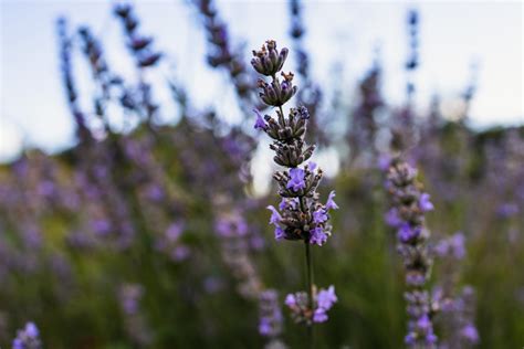 Lavender Growing Wild In A Field Photo 8057 Motosha Free Stock
