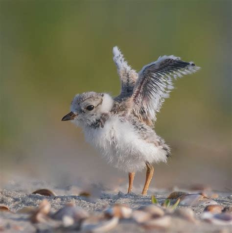 Piping Plover Chick Smithsonian Photo Contest Smithsonian Magazine