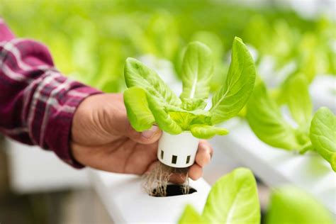 Hydroponics How It Works Benefits How To Get Started