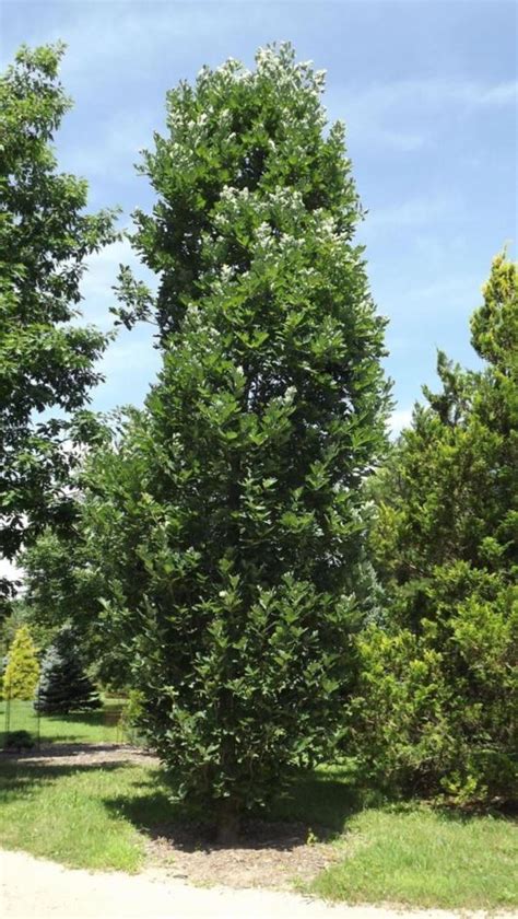Quercus Robur Fastigiata Cupressinoides Cypress Pyramidal English