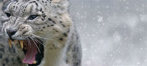 Arctic Bg Leopard Ergo Grips
