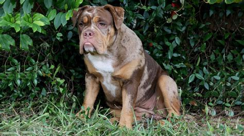 6 Months Old Chocolate Tri Merle Bulldog Puppy 🐶 Youtube