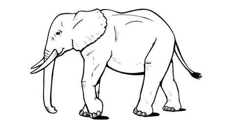 Dibujos Para Colorear De Elefantes Infantiles Dibujos Para Colorear Y
