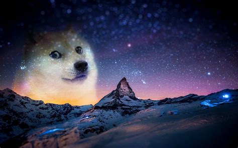 Snow Night Animals Doge Memes Wallpapers Hd Desktop