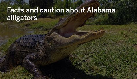Alabama Alligators Facts And Cautious Advice