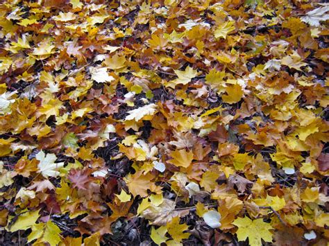 картинки : дерево, филиал, цветок, Осень, почва, Рыжих, время года, Клен, кленовый лист ...