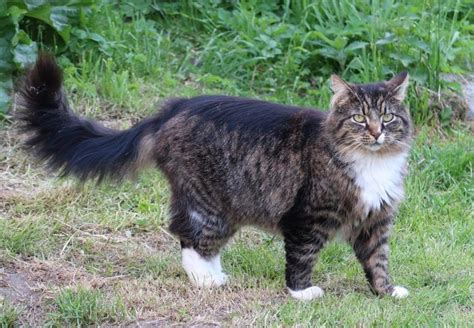 10 Cat Breeds With Manes Like A Lion With Pictures Excited Cats