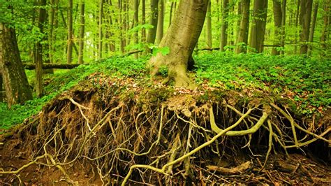 How Far Do Tree Roots Grow Down Arbor Day Blog