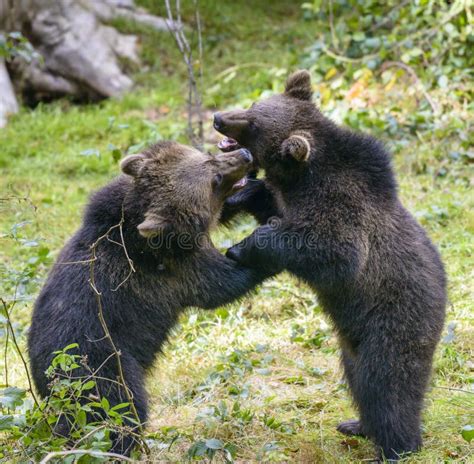 Two Brown Bear Cubs Play Fighting Stock Image Image Of Fauna Little