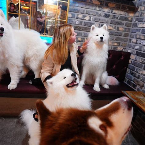 Samoyed Dog Cafe In Hongdae Things To Do Seoul Koreabyme