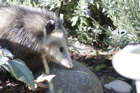 Maybe you would like to learn more about one of these? Possums | How to Get Rid of Possums