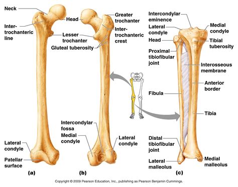 Human Bone Anatomy Chart Greys Greys Anatomy Uses Digital Human