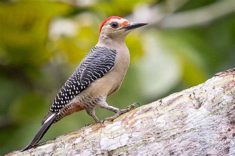 Woodpeckers In Texas 12 Species With Pictures Bird Feeder Hub