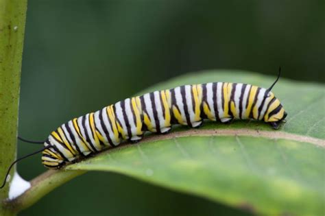 Free Picture Insect Invertebrates Monarch Butterfly Larvae
