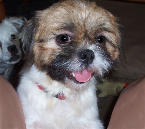 We did not find results for: Shih Tzu Puppies : April 2014