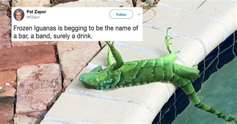 Frozen Iguanas Are Literally Falling From Trees—and People Are