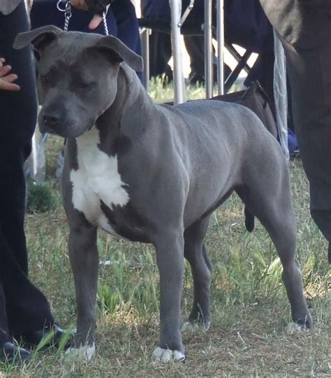 Blue American Staffordshire Terrier Colors Bleumoonproductions