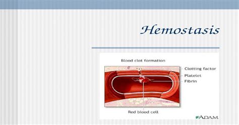 Hemostasis Hemostasis „hemo”blood Sta„remain” Is The Stoppage Of