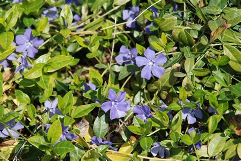 Periwinkle Ckiss Central Kootenay Invasive Species Society