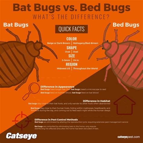 Bed Bug Vs Flea Bites Photos Surematrixservices